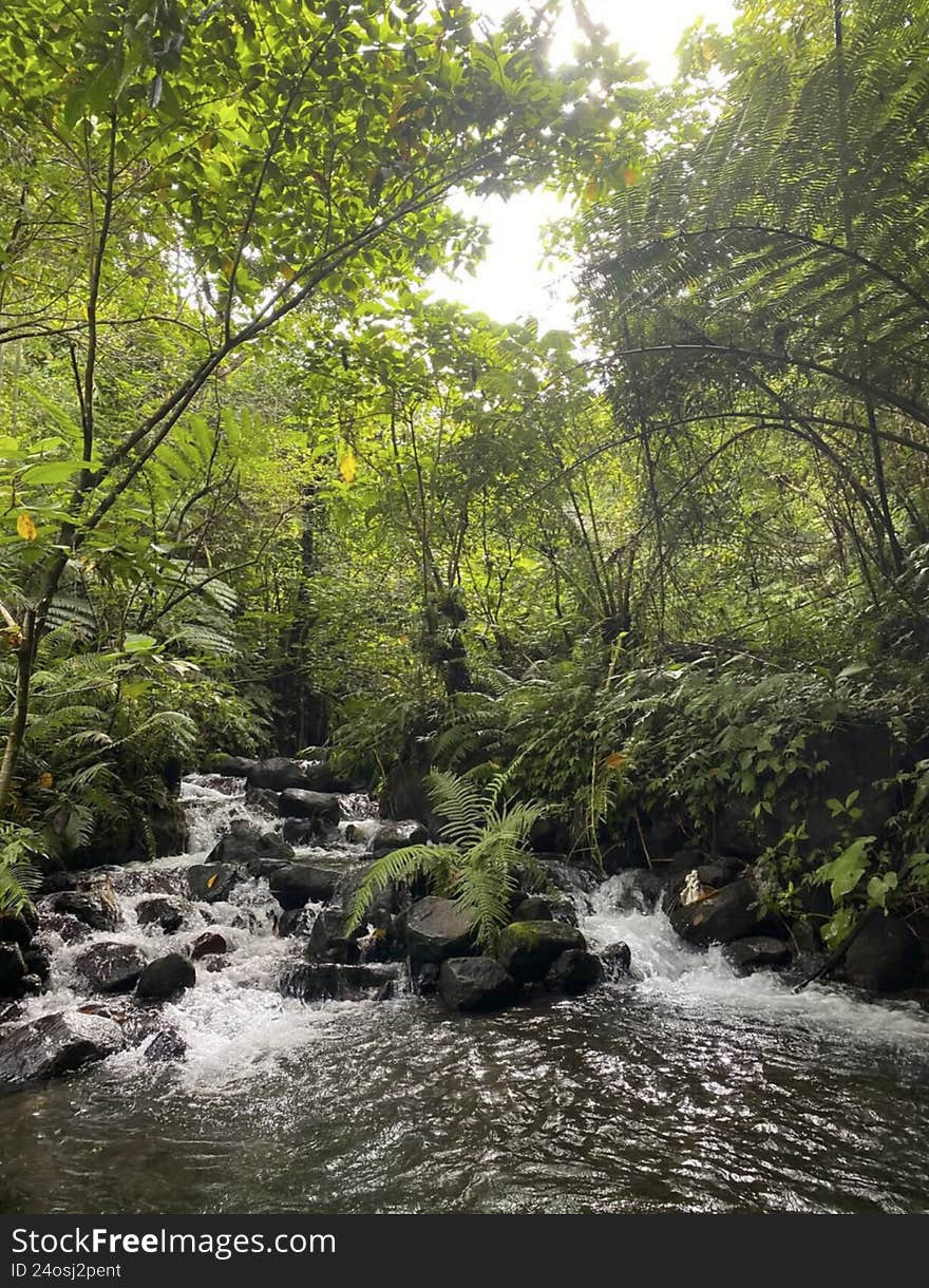 The Brazilian Atlantic forest is very rich in drinking water and has numerous small and large waterfalls as well. The Brazilian Atlantic forest is very rich in drinking water and has numerous small and large waterfalls as well