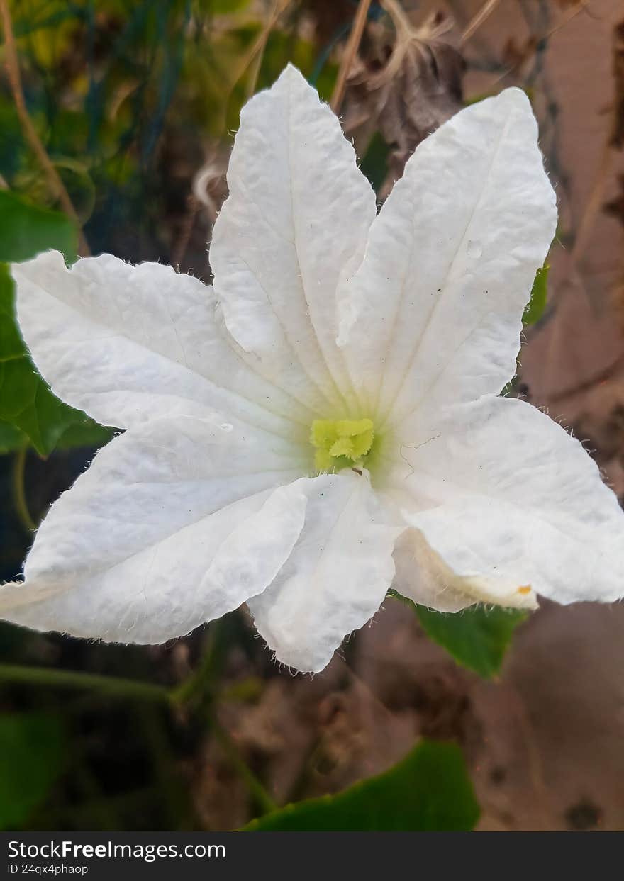 A close-up image of a single, pristine white flower with dewdrops on its petals, surrounded by green foliage. A close-up image of a single, pristine white flower with dewdrops on its petals, surrounded by green foliage