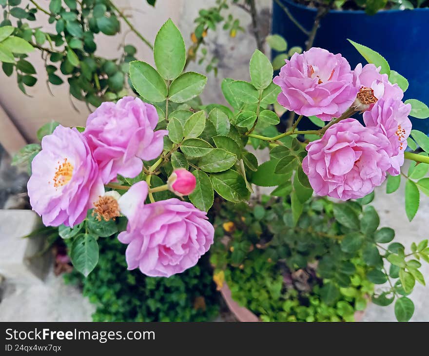 A close-up view of beautiful pink roses in full bloom, surrounded by green foliage in a garden setting. A close-up view of beautiful pink roses in full bloom, surrounded by green foliage in a garden setting