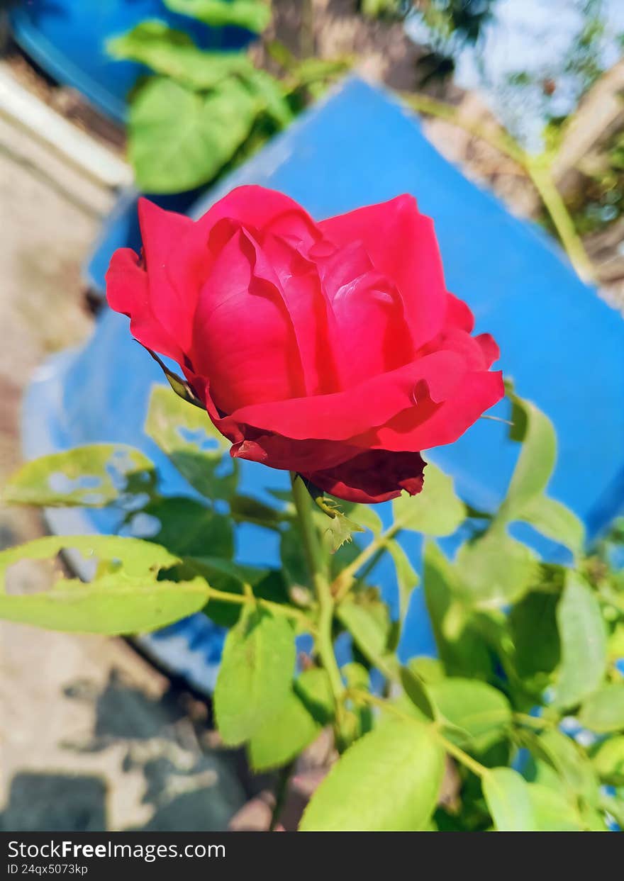 A close-up view of a single, radiant red rose in full bloom, surrounded by lush green leaves and set against a bright, sunny garden backdrop. A close-up view of a single, radiant red rose in full bloom, surrounded by lush green leaves and set against a bright, sunny garden backdrop