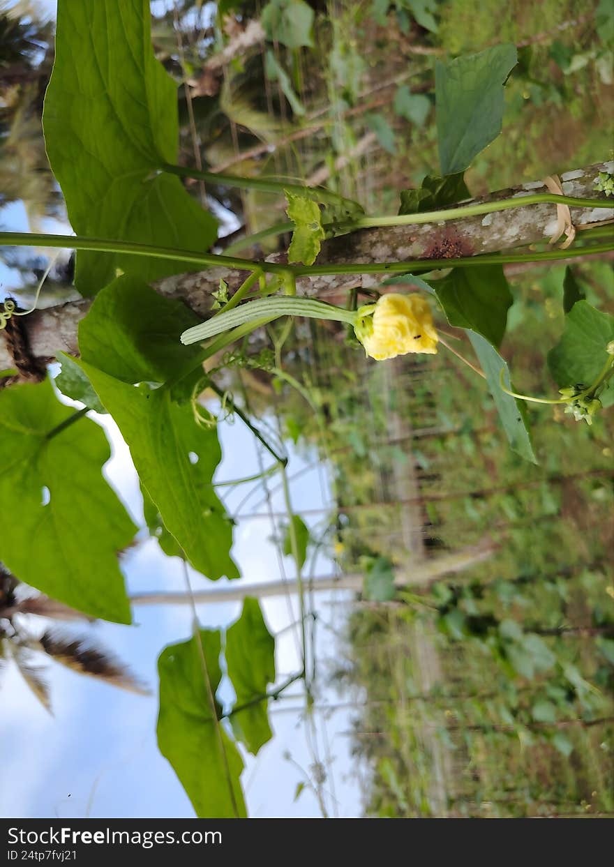 A farm scene with a lufa flower (Cucurbitaceae family) on a vine. The setting includes lush green leaves and a trellis structure for support. The background showcases a cultivated area with rows of crops, visible against a blue sky with scattered clouds. The environment appears to be tropical, with palm trees partially visible in the distance. The vine and gourd flower are central, exhibiting a vibrant green color and fresh, healthy appearance. A farm scene with a lufa flower (Cucurbitaceae family) on a vine. The setting includes lush green leaves and a trellis structure for support. The background showcases a cultivated area with rows of crops, visible against a blue sky with scattered clouds. The environment appears to be tropical, with palm trees partially visible in the distance. The vine and gourd flower are central, exhibiting a vibrant green color and fresh, healthy appearance.