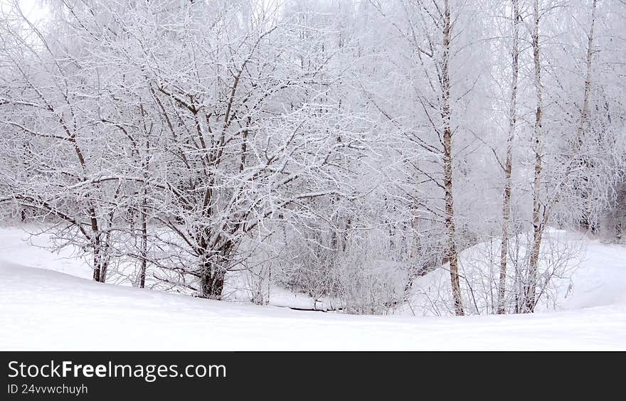 Misty winter day in North Europe. Snowy forest