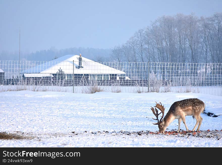 Spotted deer in the enclosure. Beautiful winter in the Lithuanian countryside