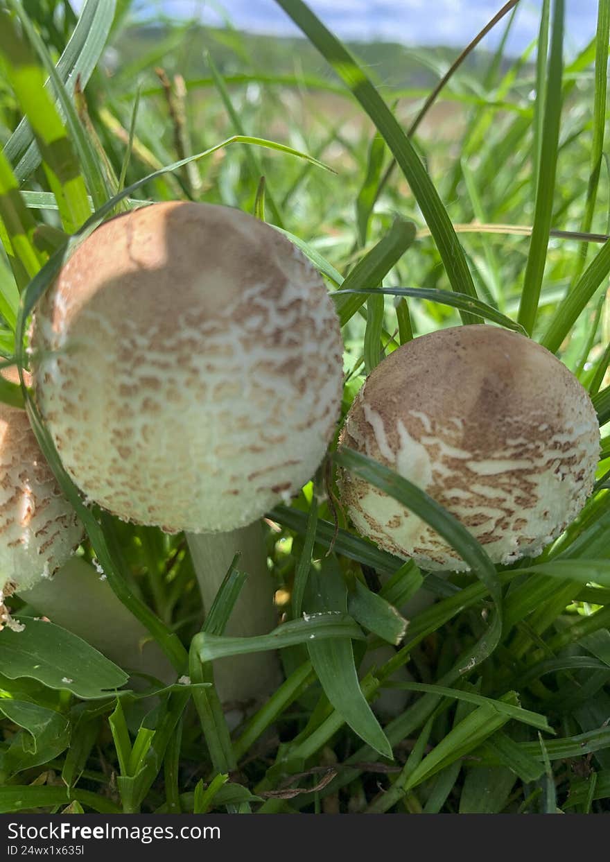 Beautiful mushroom on a lawn in the Brazilian garden