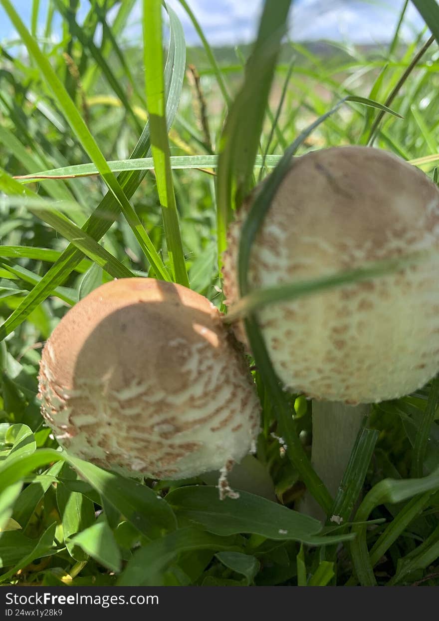 Beautiful mushroom on a lawn in the Brazilian garden