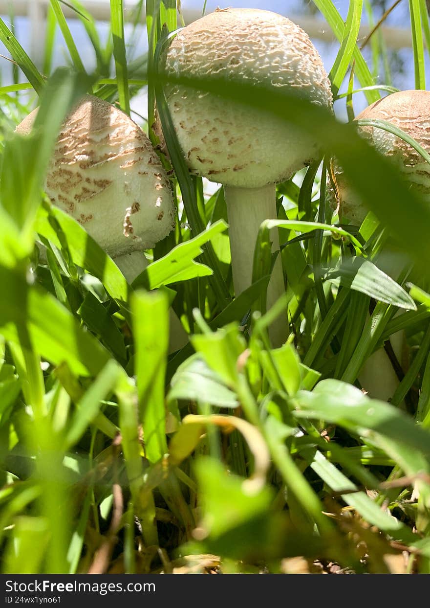 Beautiful mushroom on a lawn in the Brazilian garden