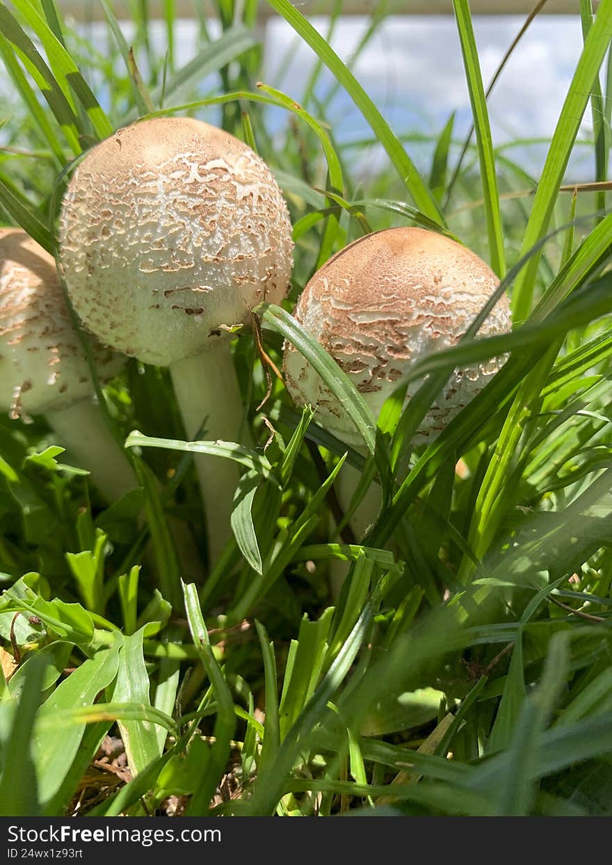 Beautiful mushroom on a lawn in the Brazilian garden