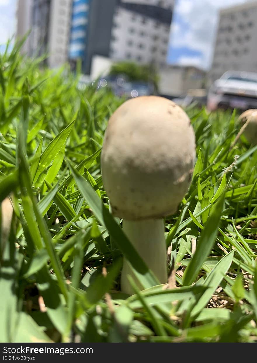 Beautiful mushroom on a lawn in the Brazilian garden