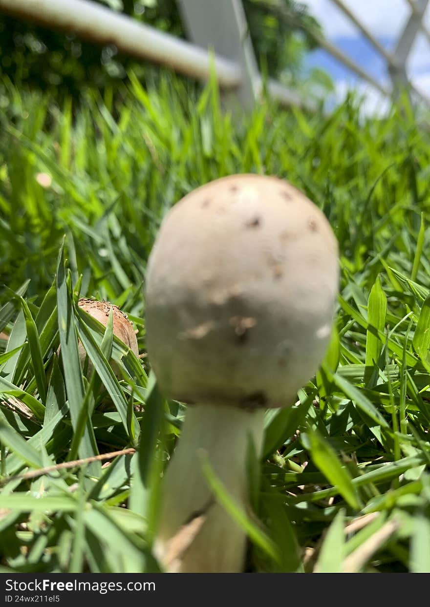 Beautiful mushroom on a lawn in the Brazilian garden