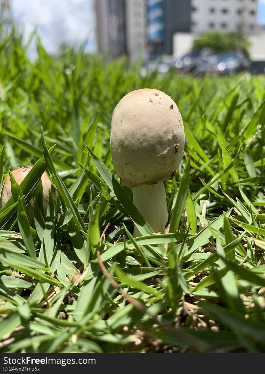 Beautiful mushroom on a lawn in the Brazilian garden
