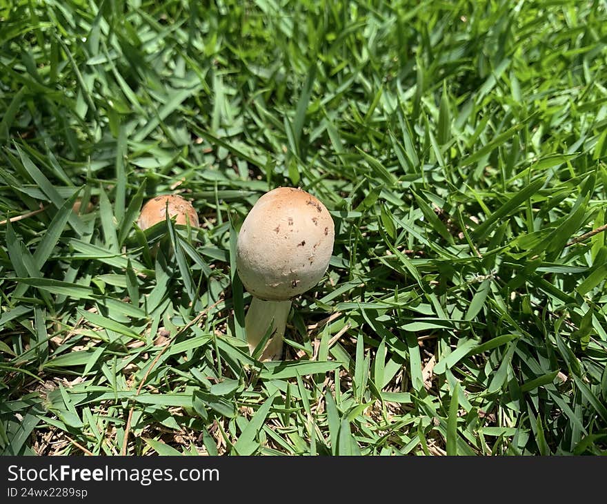 Beautiful mushroom on a lawn in the Brazilian garden