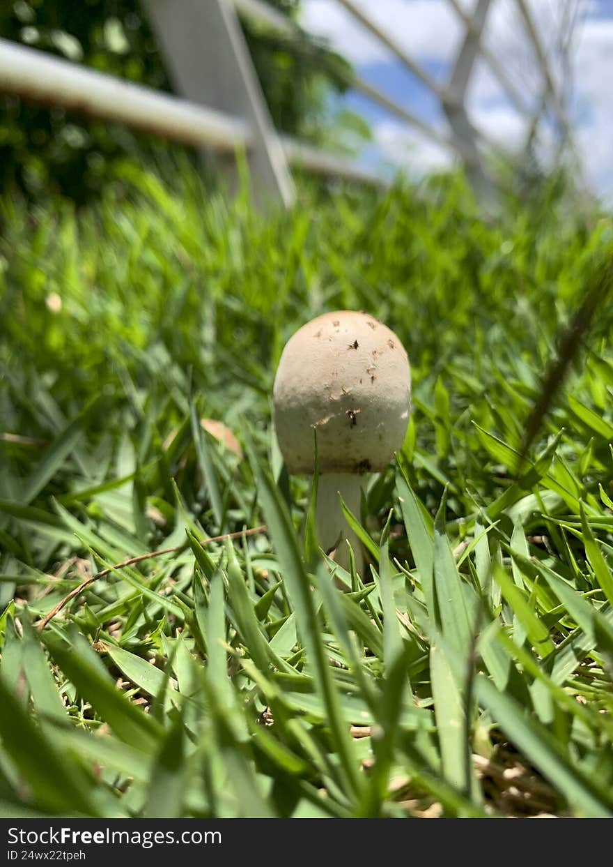 Beautiful mushroom on a lawn in the Brazilian garden