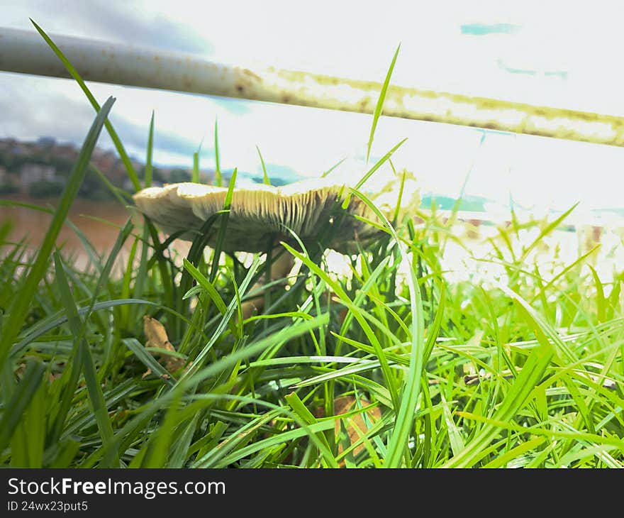Beautiful mushroom on a lawn in the Brazilian garden