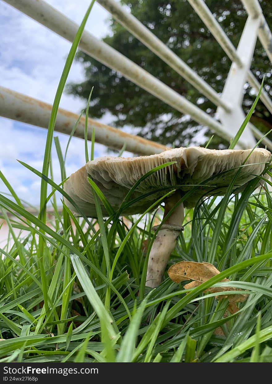 Beautiful mushroom on a lawn in the Brazilian garden