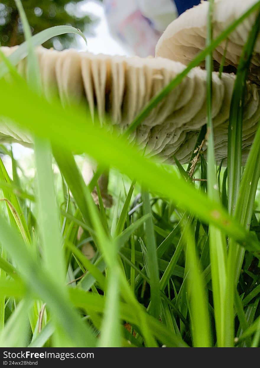 Beautiful mushroom on a lawn in the Brazilian garden