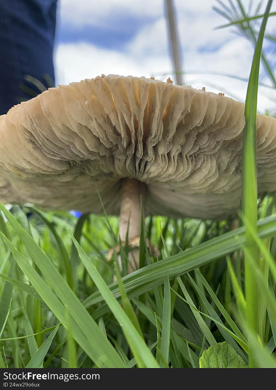 Beautiful mushroom on a lawn in the Brazilian garden
