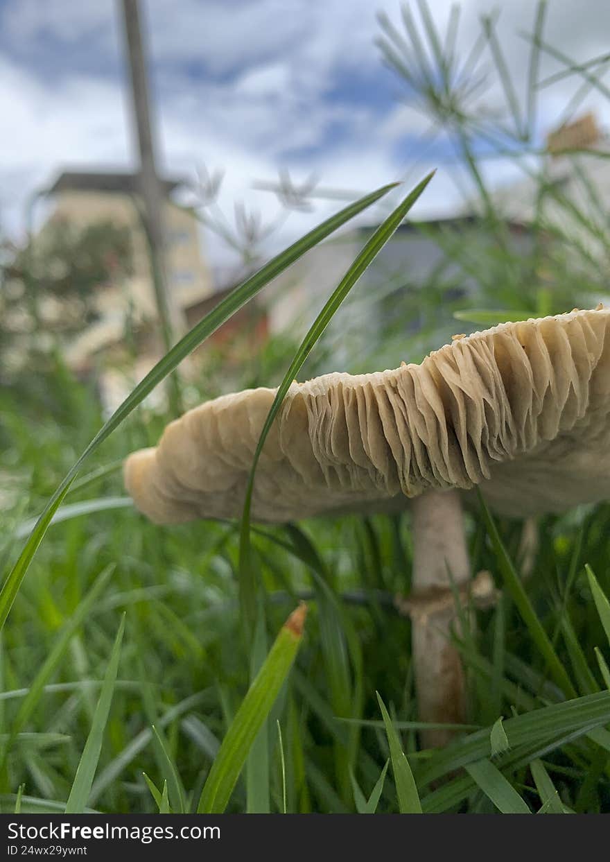 Beautiful mushroom on a lawn in the Brazilian garden