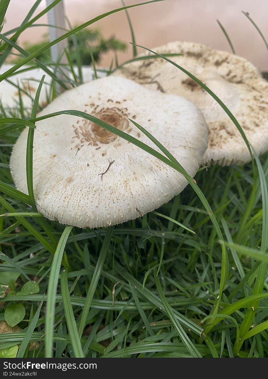 Beautiful mushroom on a lawn in the Brazilian garden