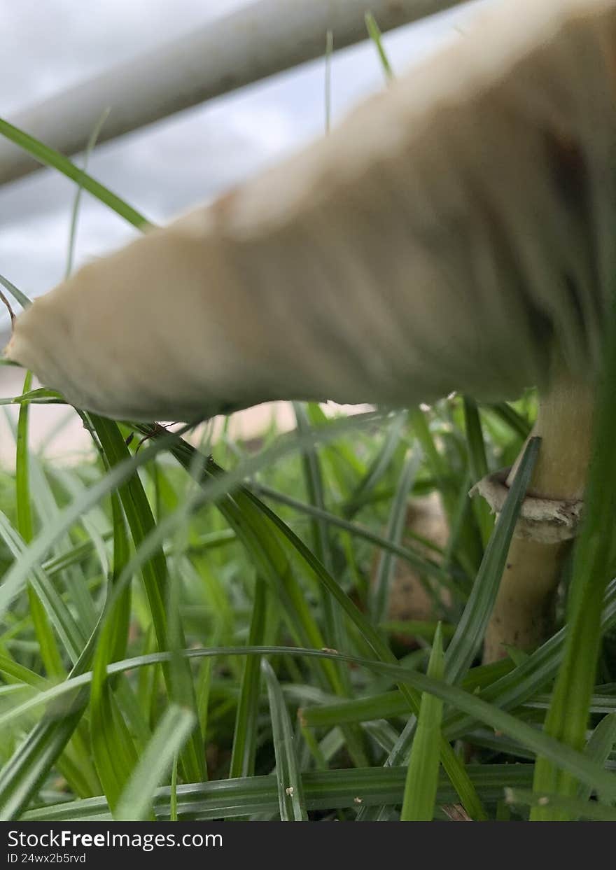 Beautiful mushroom on a lawn in the Brazilian garden
