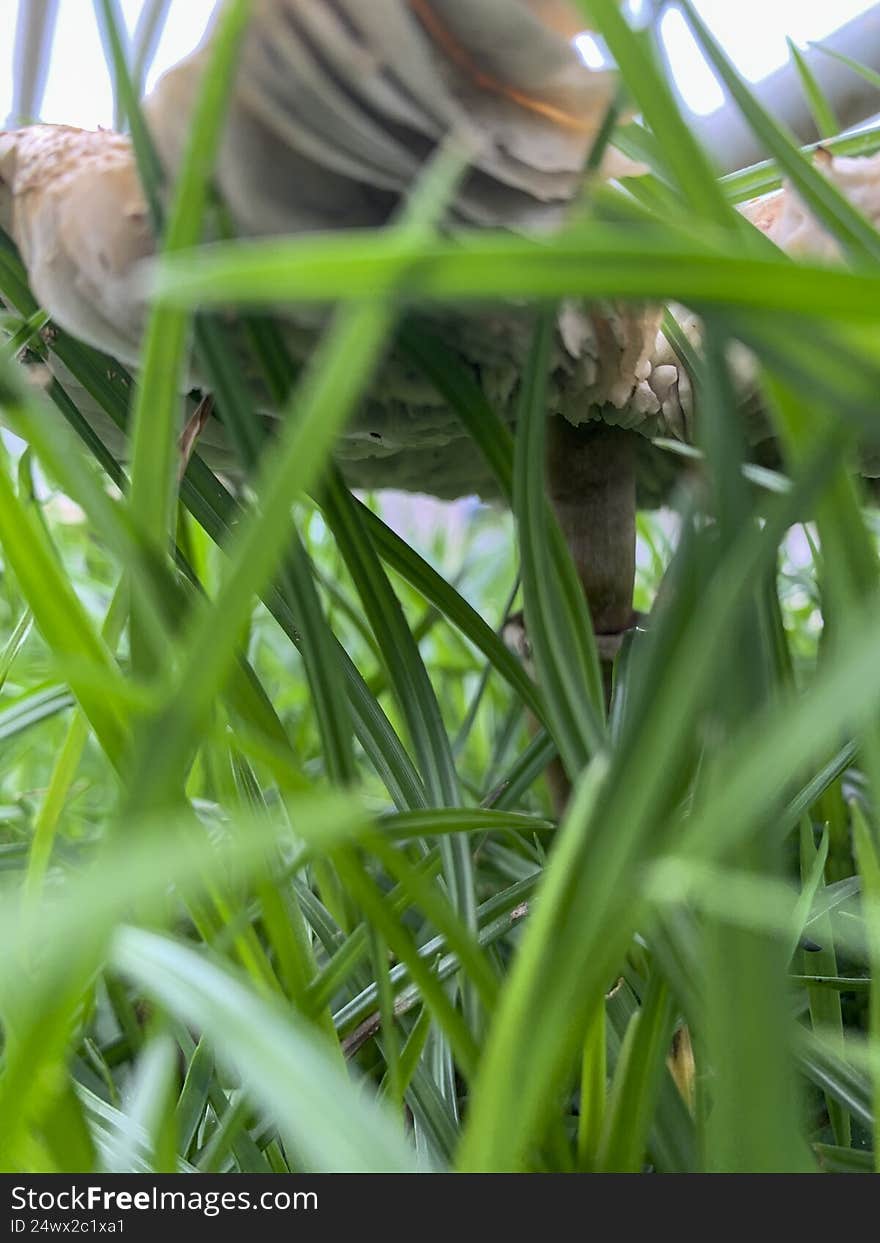 Beautiful mushroom on a lawn in the Brazilian garden