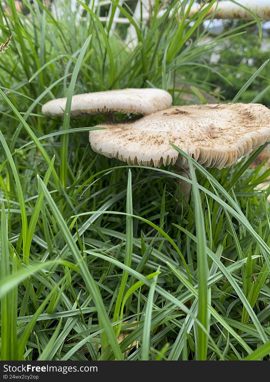 Beautiful mushroom on a lawn in the Brazilian garden
