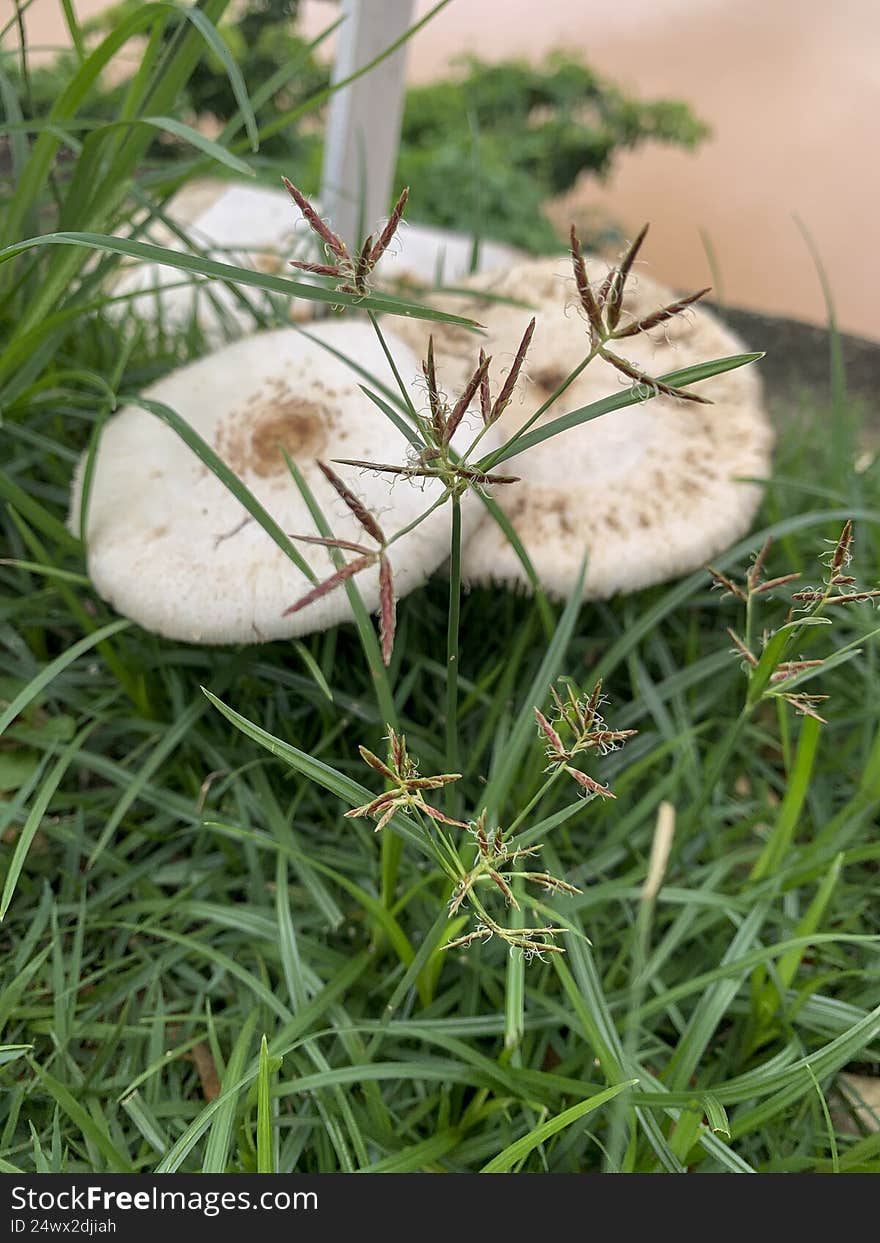 Mushroom in a garden in the countryside of Brazil