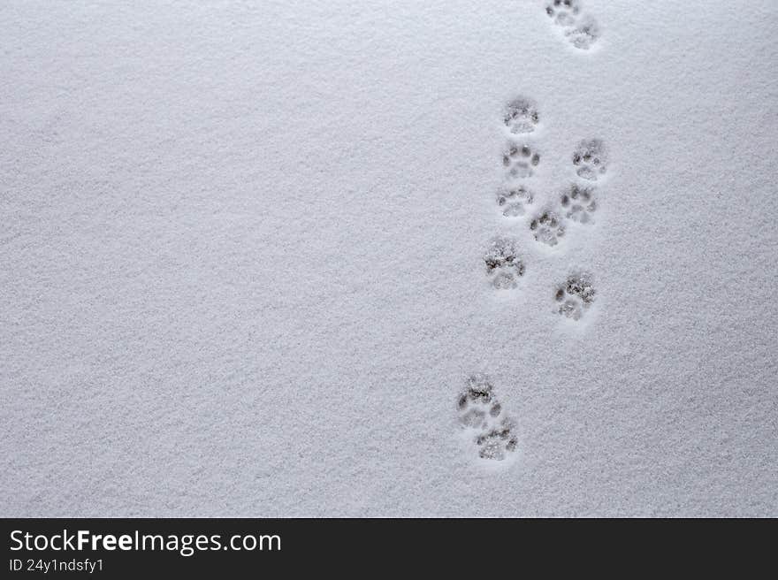 Small animal cat foot prints in the outdoor white snow