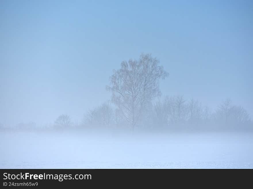Foggy morning in North Europe. Snowy trees in  thick fog.