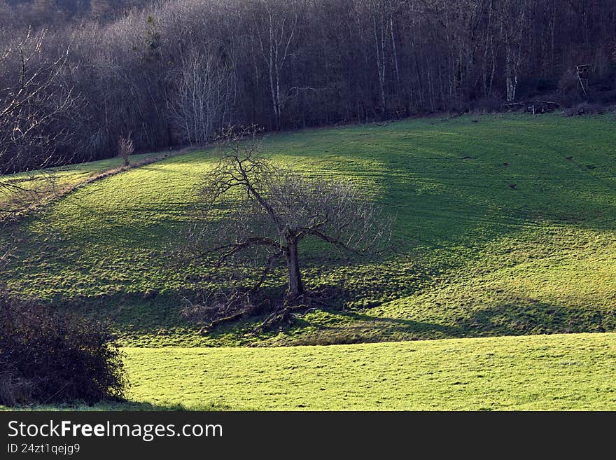 tree in a meadow with a branch on the ground