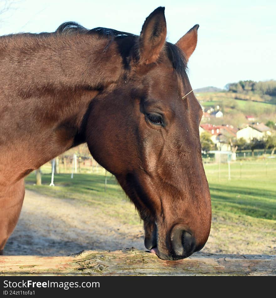 horse at the feedlothorse at the animal feedlot grazing