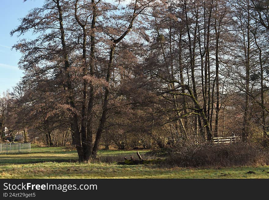 Serene forest landscape near Reichelsheim,