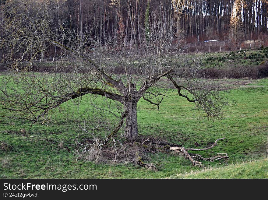 tree in a meadow with a branch on the ground