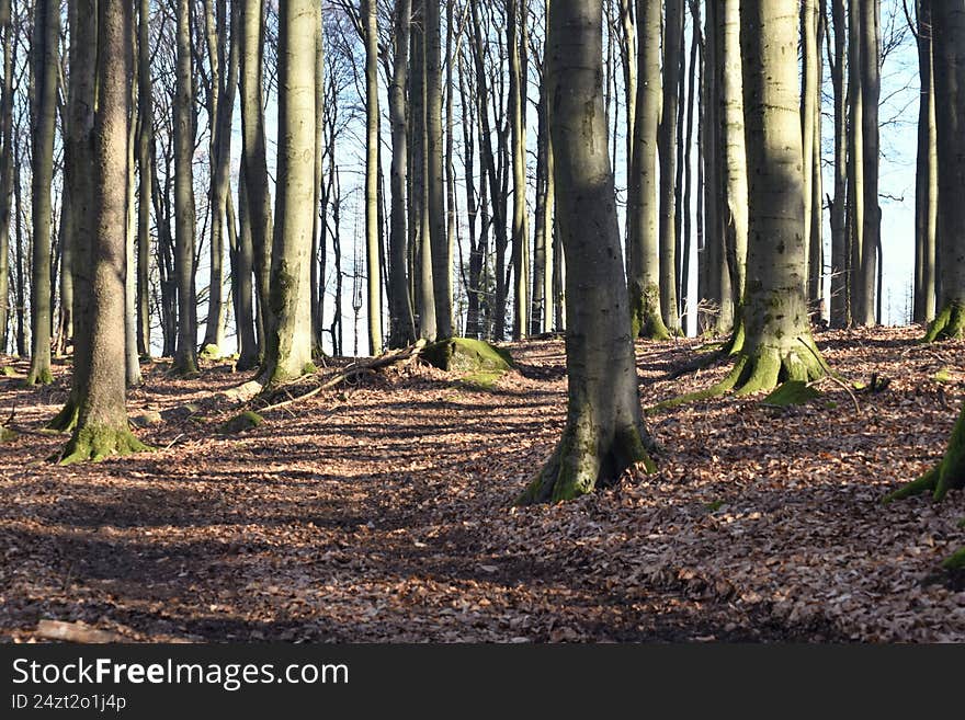 Tall trees with slender trunks and sparse branches stretch upward in a forest near Reichelsheim. The ground is covered with dry leaves, creating a textured brown carpet. Soft sunlight filters through the trees, casting long, thin shadows. Moss covers the base of some trees, adding hints of green. The sky visible in the background is pale blue. Tall trees with slender trunks and sparse branches stretch upward in a forest near Reichelsheim. The ground is covered with dry leaves, creating a textured brown carpet. Soft sunlight filters through the trees, casting long, thin shadows. Moss covers the base of some trees, adding hints of green. The sky visible in the background is pale blue.