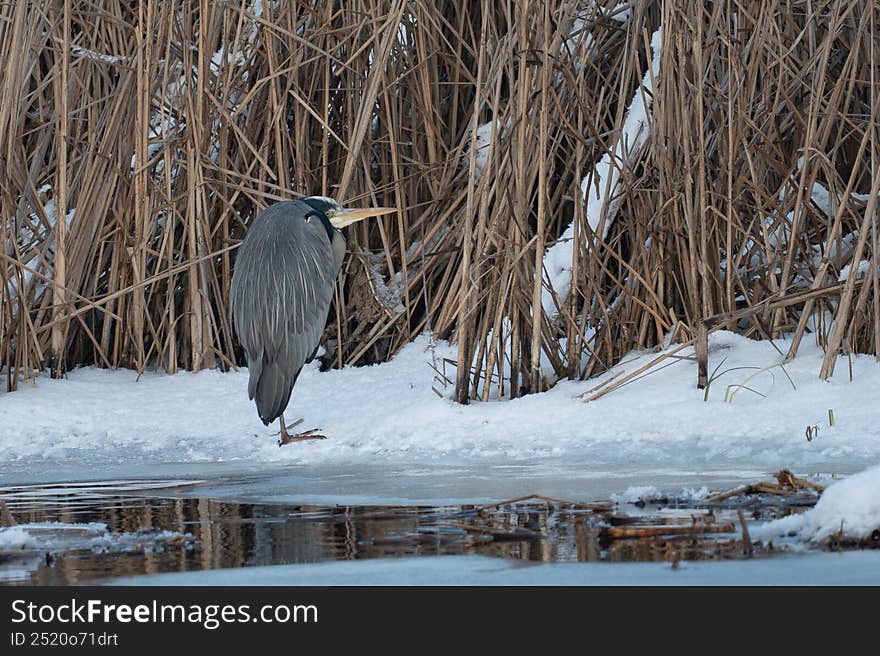 Heron bird on ice in winter