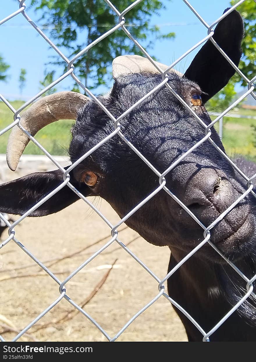 Portrait of a curious goat looking to the camera