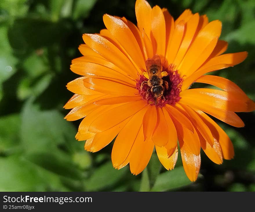 Calendula officinalis Orange flower Macro picture. Macro picture of beautiful orange flower. Calendula officinalis