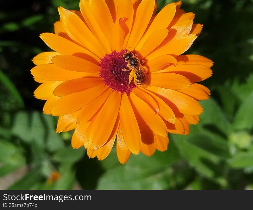 Calendula officinalis Orange flower Macro picture. Macro picture of beautiful orange flower. Calendula officinalis