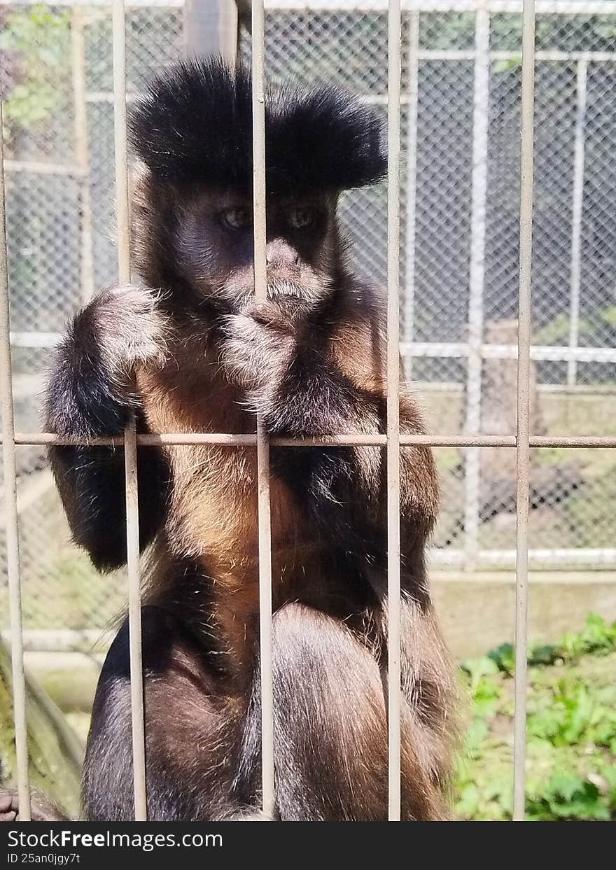 Sad monkey in a cage at the ZOO south Serbia. Every animal deserves freedom.