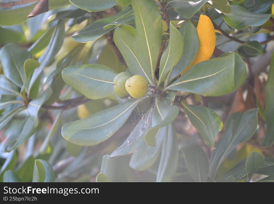 green plant with seed buds in the middle with a little spider web