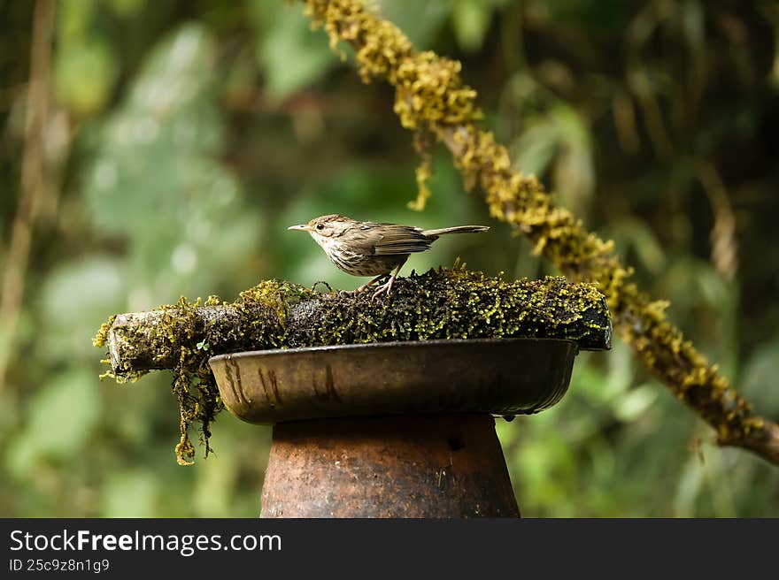 Puff throated babbler sitting on the perch with beautiful background