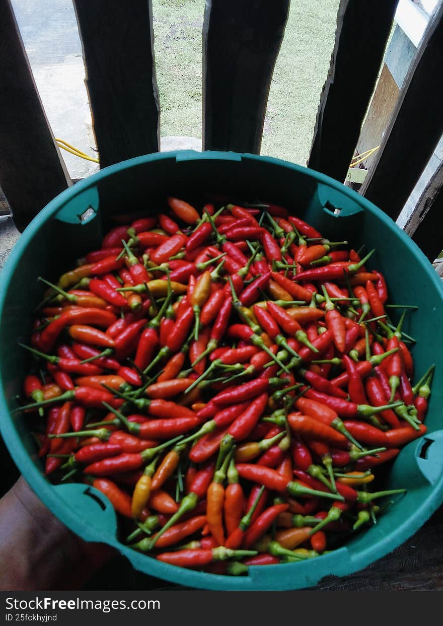 This image perfectly captures the essence of a key ingredient in global cuisines. It is ideal for illustrating concepts of cooking, spicy food, homemade recipes, vegetarian/vegan dishes, and organic produce. It can be used on food blogs, restaurant menus, packaging for sauces or spices, cooking magazine articles, or advertising campaigns promoting local markets, heat, and bold flavors.