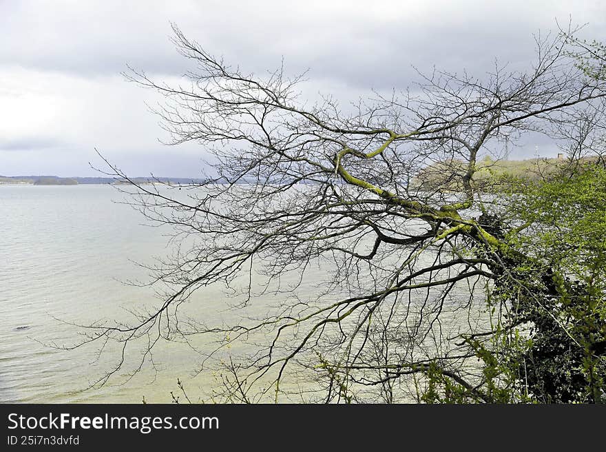 Bare tree branches over calm lake with soft muted tones