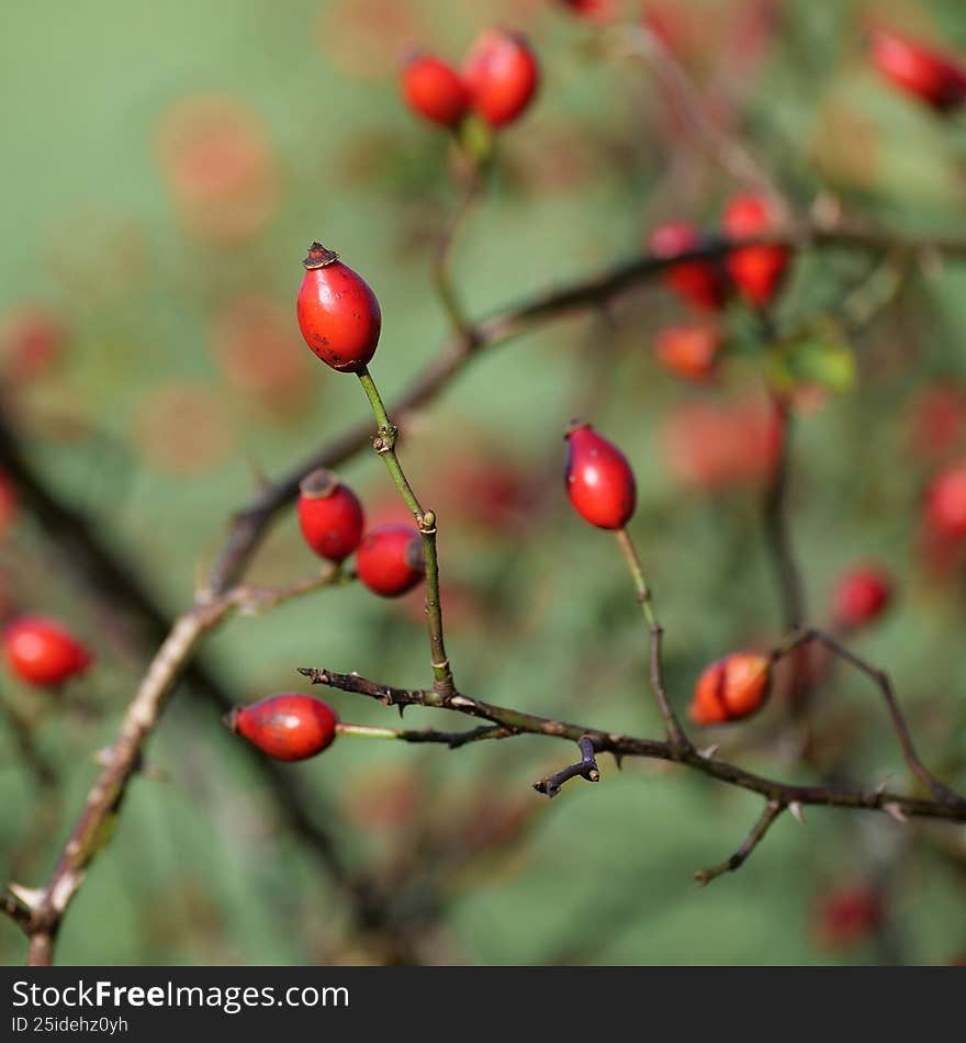 Bright red rose hips ripening on a wild rose bush against a softly blurred green background