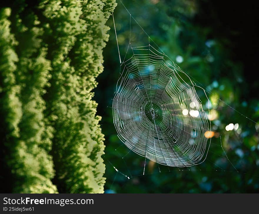 Spider web glistening with dew drops in sunny forest macro view, connecting nature