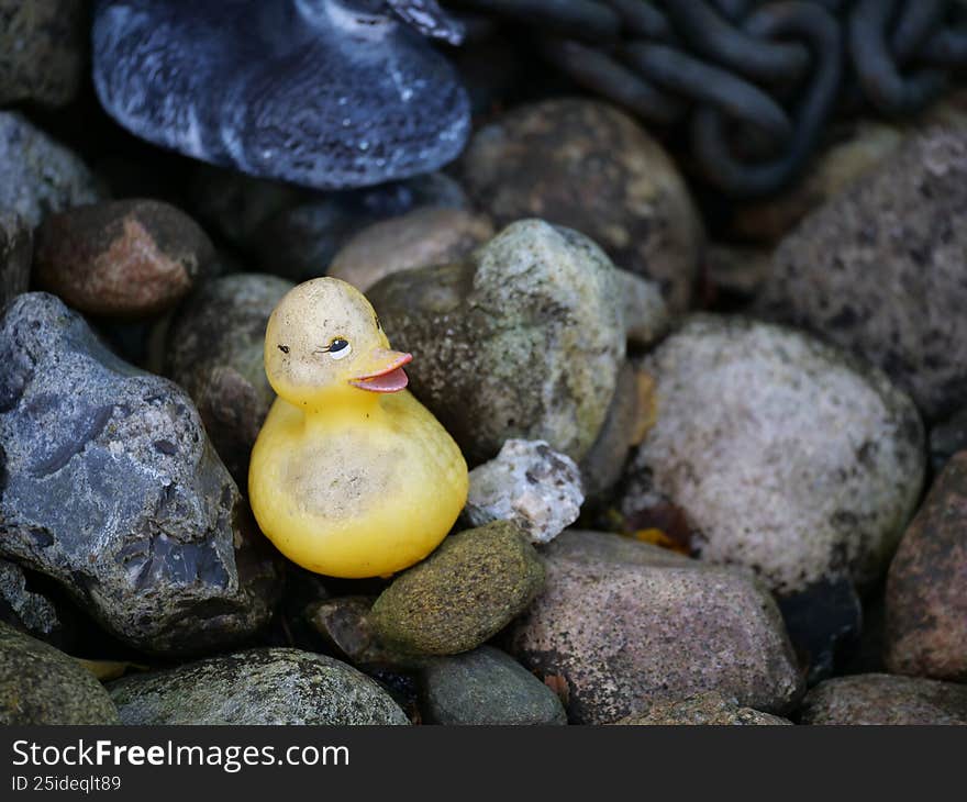 Yellow rubber duck toy looking dirty and aged among grey and brown rocks