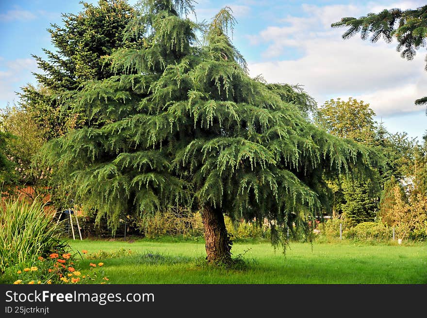 Beautiful green cedar tree in garden landscape