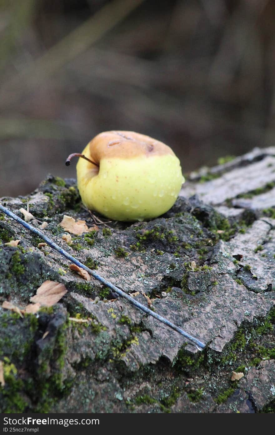 Old apple on tree bark