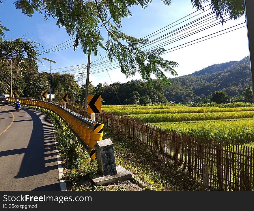 Rice field on the road Chiangmai Thailand