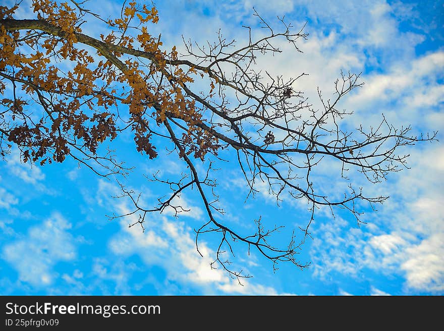Oak Tree Branch With Dry Autumn Leaves Against Blue Sky