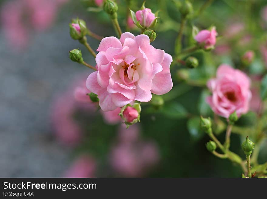 A rose on a blurred background